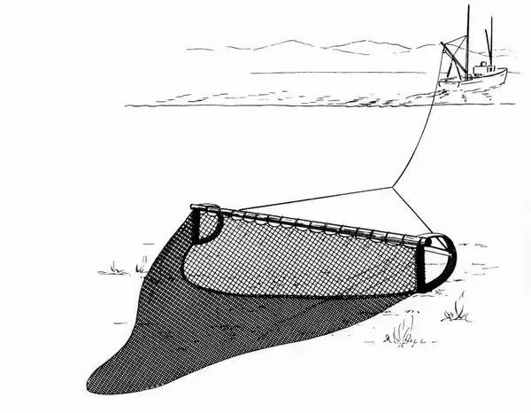 trawl trawl