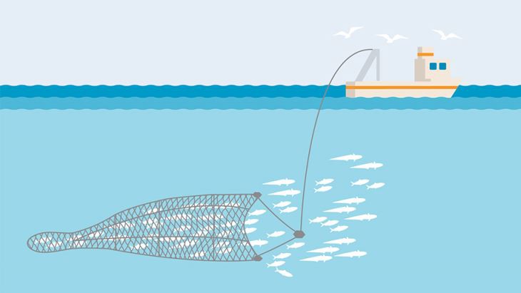 pelagic-or-midwater-trawl-illustration