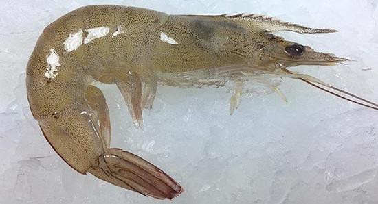 Brazil Reopens Its Market To Ecuadorian Shrimp